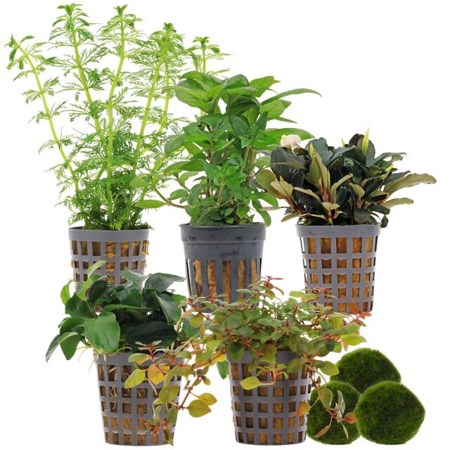 Aquarienpflanzen Set - 60 Liter - Farbig - einfach - Nr. 01