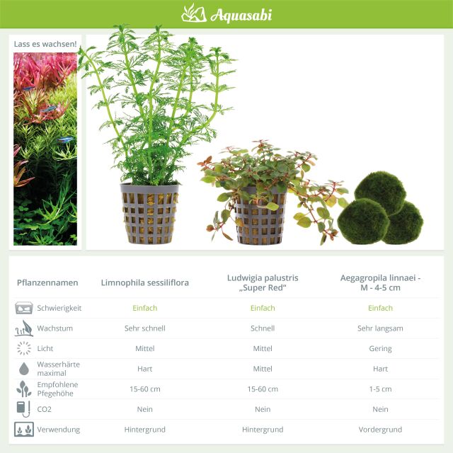 Aquarienpflanzen Set - 60 Liter - Farbig - einfach - Nr. 01