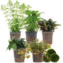Aquarienpflanzen Set - 60 Liter - Farbig - einfach - Nr. 01