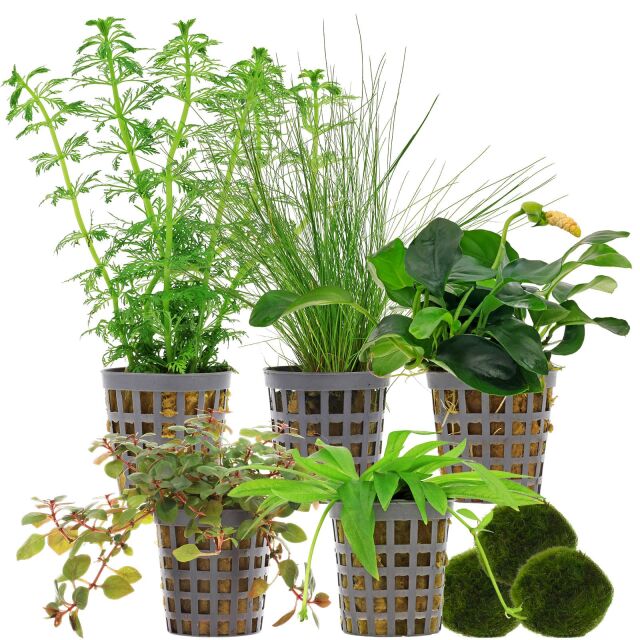 Aquarienpflanzen Set - 60 Liter - Farbig - einfach - Nr. 02