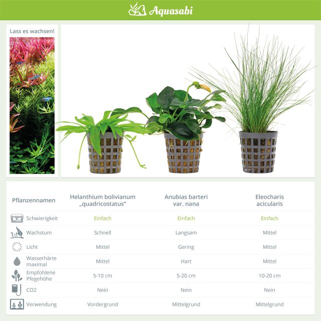 Aquarienpflanzen Set - 60 Liter - Farbig - einfach - Nr. 02