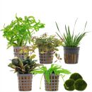 Aquarienpflanzen Set - 60 Liter - Farbig - einfach - Nr. 05