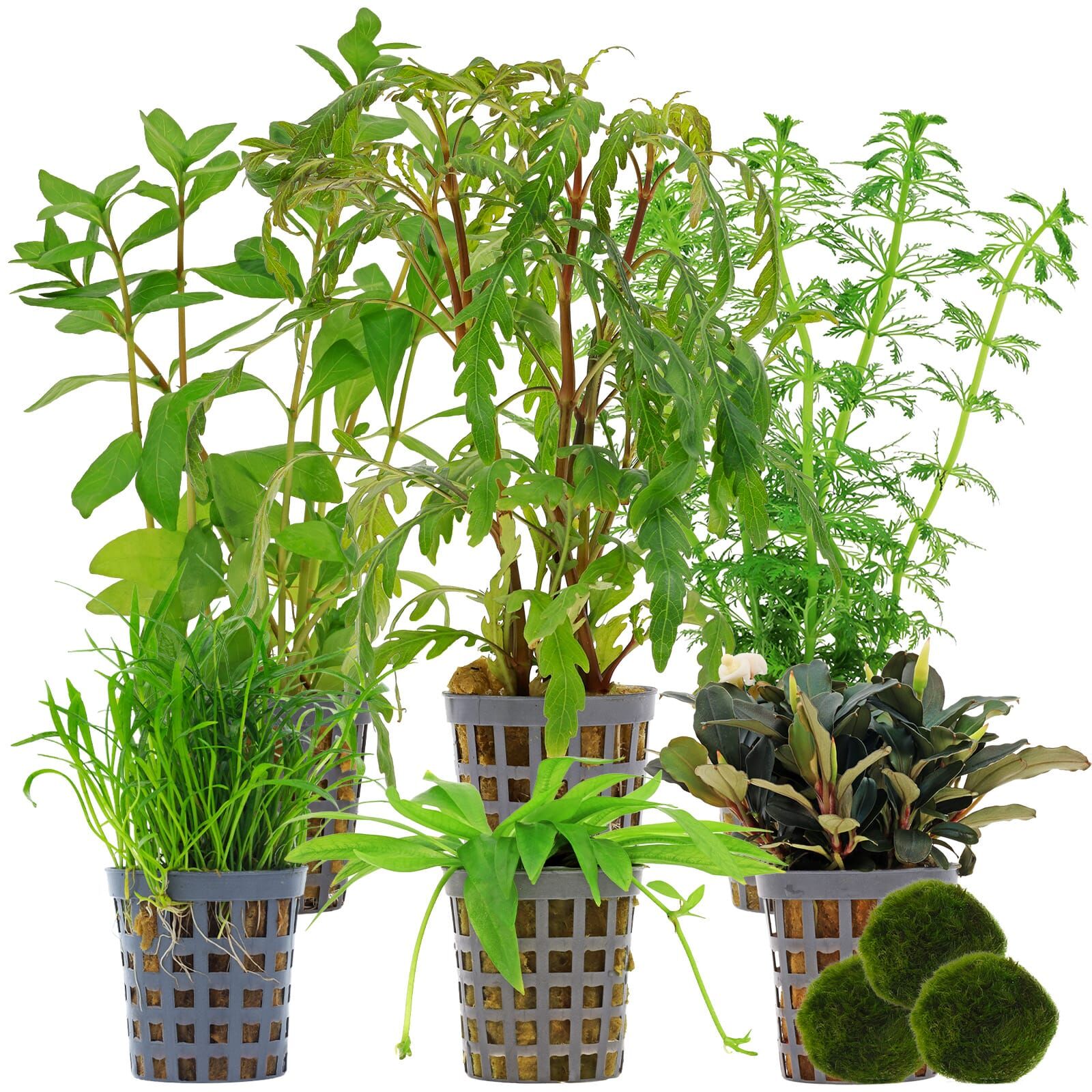 Aquarienpflanzen Set - 60 Liter - Gr&uuml;n - mittel - Nr. 01