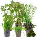 Aquarienpflanzen Set - 60 Liter - Grün - mittel -...