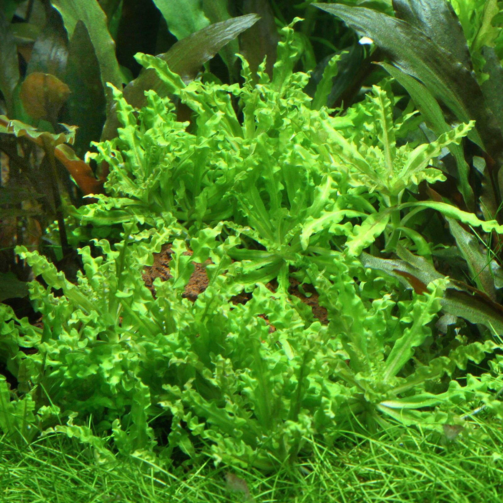 Pogostemon helferi