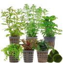Aquarienpflanzen Set - 60 Liter - Grün - mittel -...