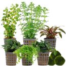 Aquarienpflanzen Set - 60 Liter - Grün - mittel -...
