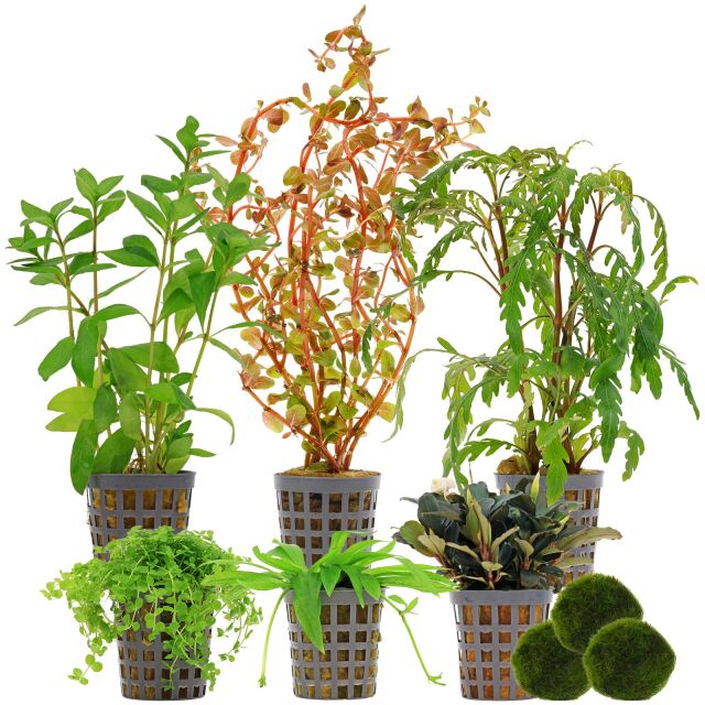 Aquarienpflanzen Set - 60 Liter - Farbig - mittel - Nr. 01