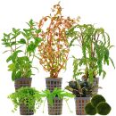 Aquarienpflanzen Set - 60 Liter - Farbig - mittel - Nr. 01