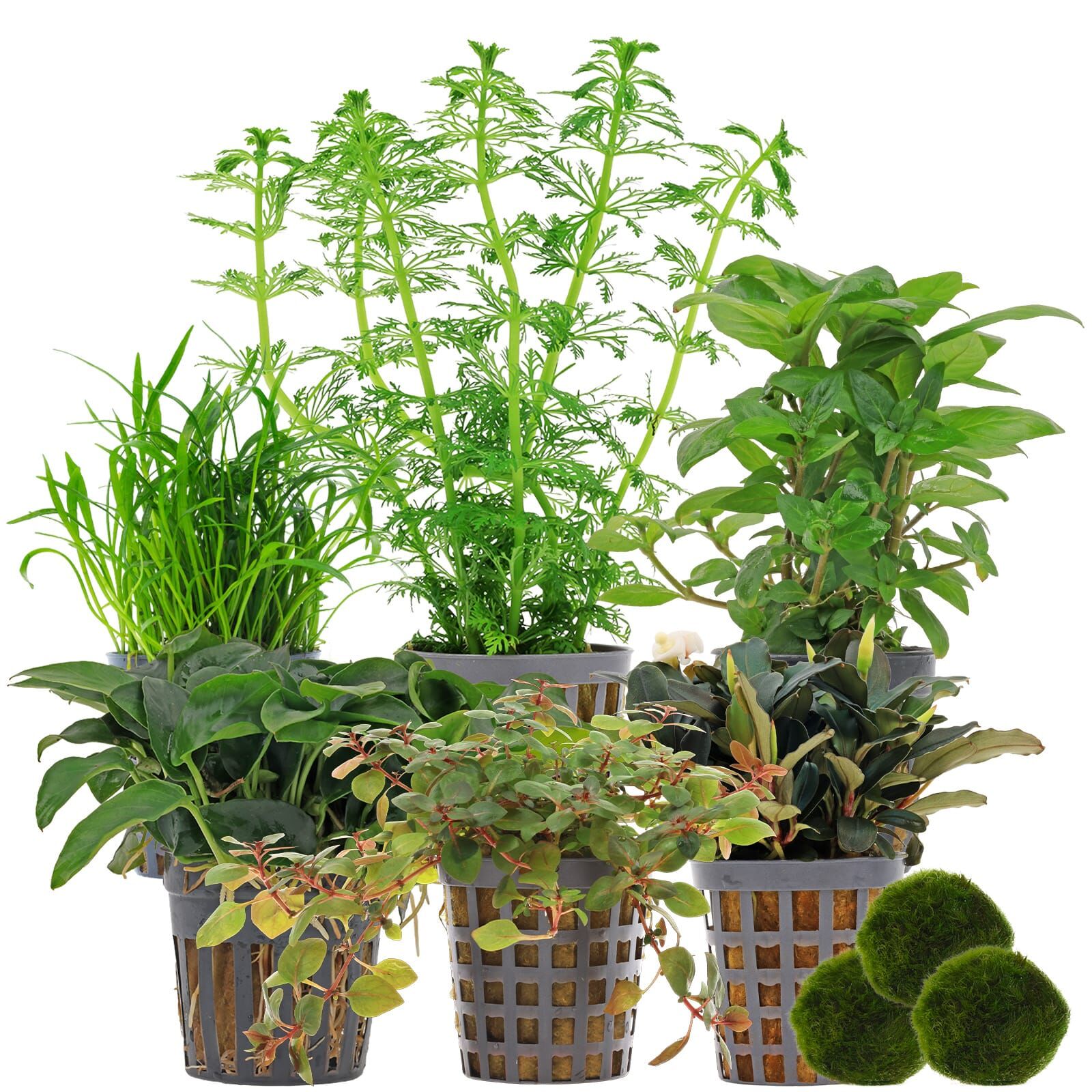 Aquarienpflanzen Set - 60 Liter - Farbig - mittel - Nr. 02