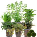 Aquarienpflanzen Set - 60 Liter - Farbig - mittel - Nr. 02