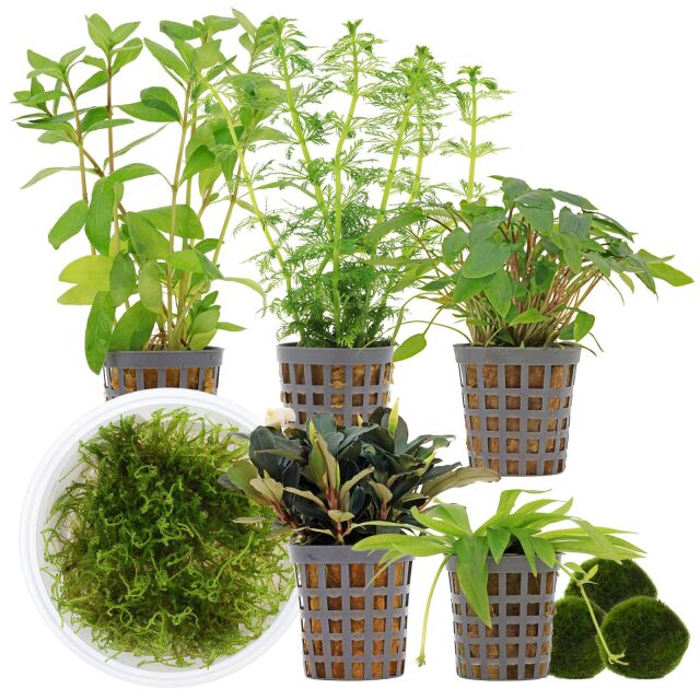 Aquarienpflanzen Set - 60 Liter - Garnelen - Gr&uuml;n - einfach - Nr. 01