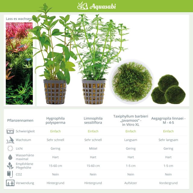 Aquarienpflanzen Set - 60 Liter - Garnelen - Gr&uuml;n - einfach - Nr. 01