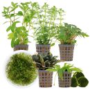 Aquarienpflanzen Set - 60 Liter - Garnelen - Grün -...