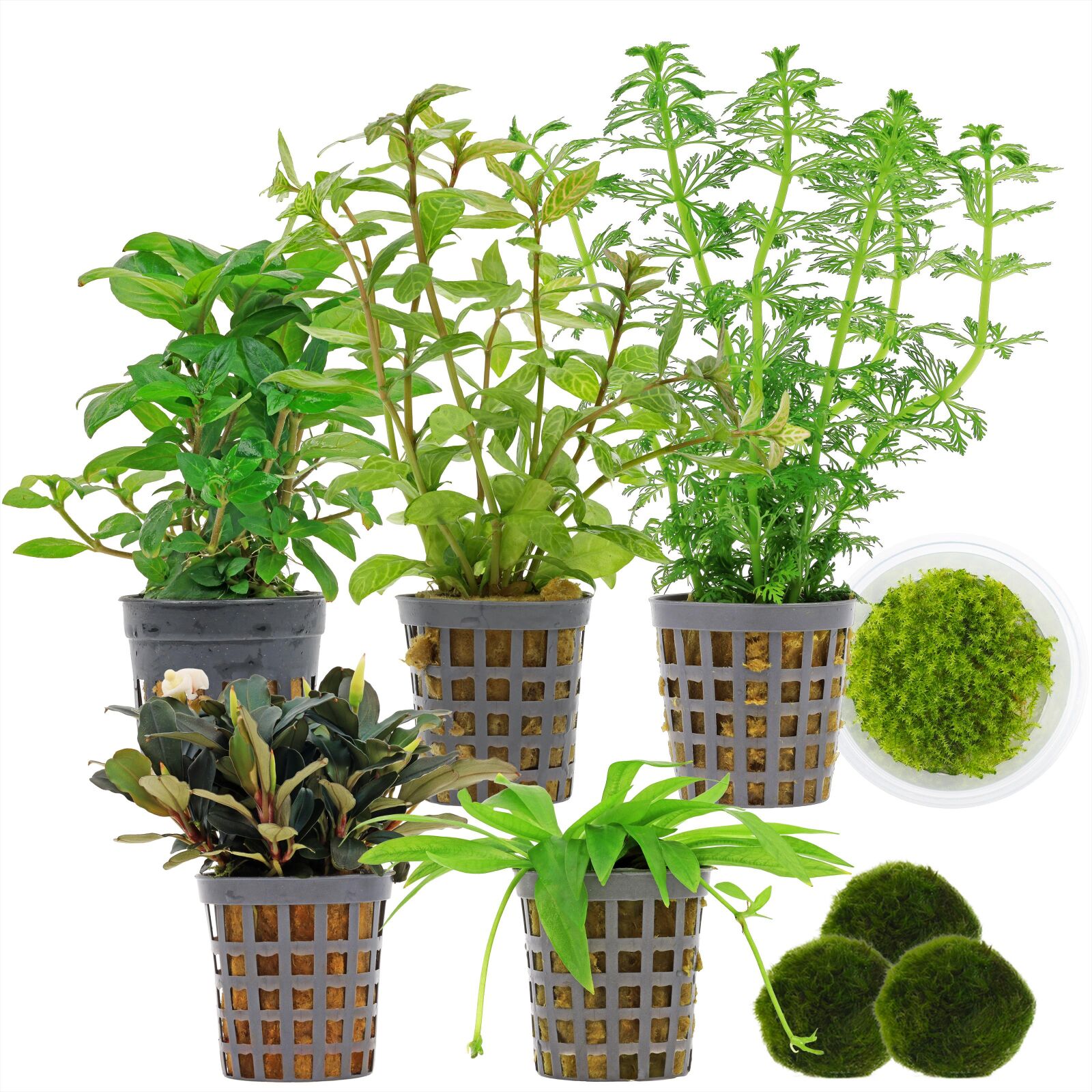 Aquarienpflanzen Set - 60 Liter - Garnelen - Gr&uuml;n - einfach - Nr. 02