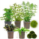 Aquarienpflanzen Set - 60 Liter - Garnelen - Grün -...