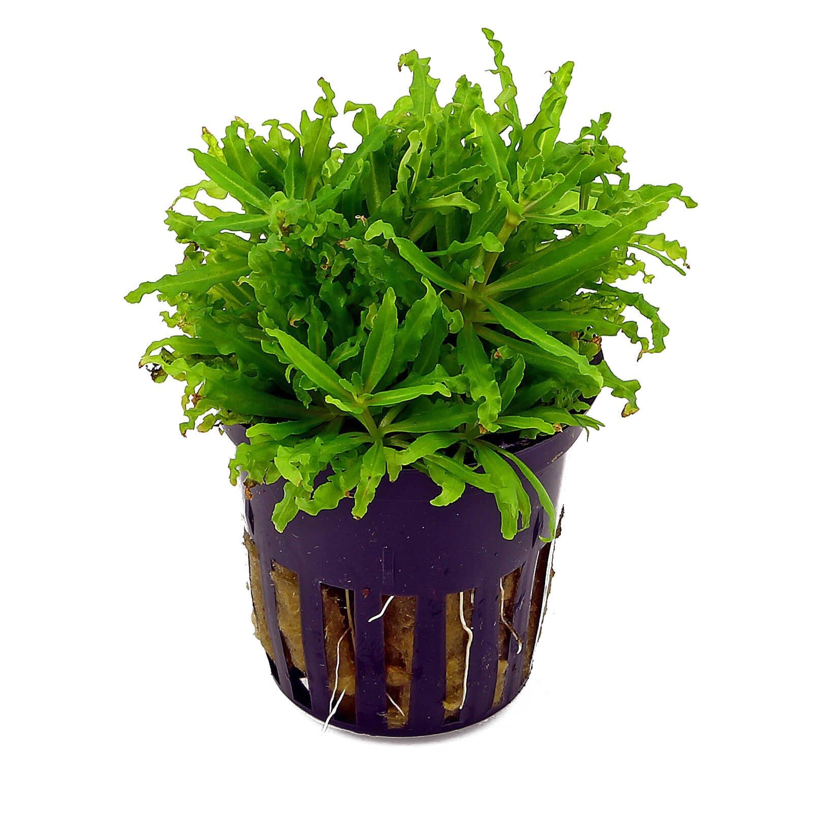 Pogostemon helferi
