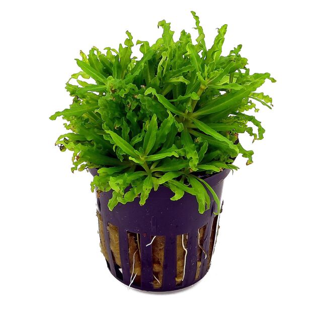 <b>Pogostemon helferi Kleiner Wasserstern</b>