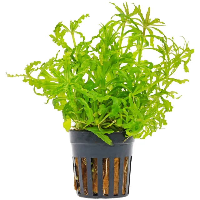 Pogostemon helferi - Topf