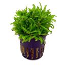 Pogostemon helferi - Topf