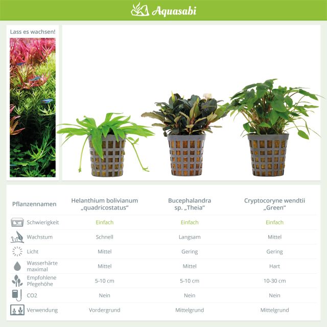 Aquarienpflanzen Set - 60 Liter - Garnelen - Farbig - einfach - Nr. 01