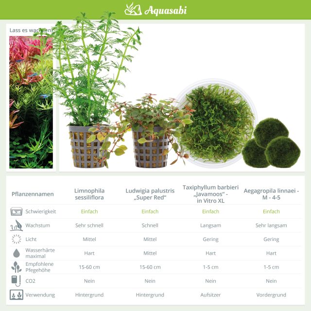 Aquarienpflanzen Set - 60 Liter - Garnelen - Farbig - einfach - Nr. 01