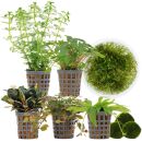 Aquarienpflanzen Set - 60 Liter - Garnelen - Farbig -...