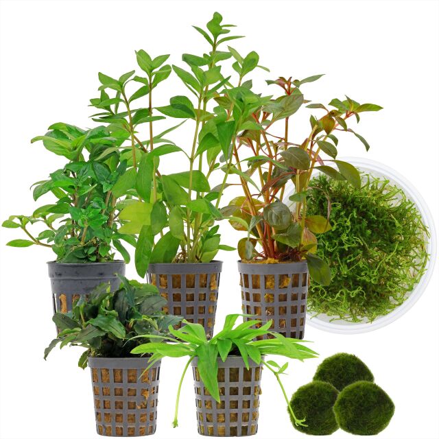 Aquarienpflanzen Set - 60 Liter - Garnelen - Farbig - einfach - Nr. 02