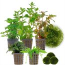 Aquarienpflanzen Set - 60 Liter - Garnelen - Farbig -...