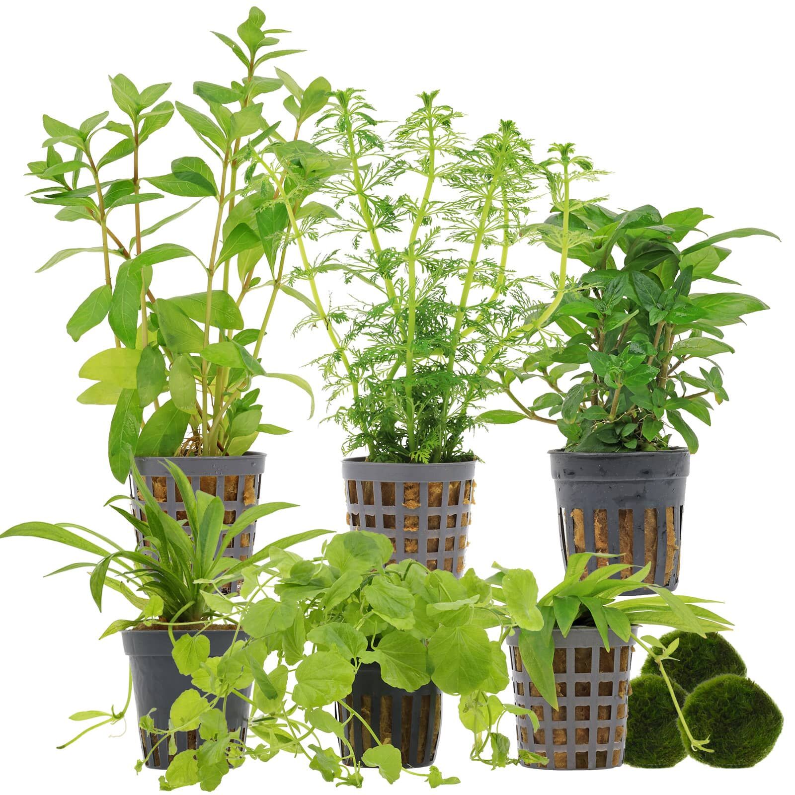 Aquarienpflanzen Set - 60 Liter - Algenkiller - Gr&uuml;n - einfach - Nr. 01