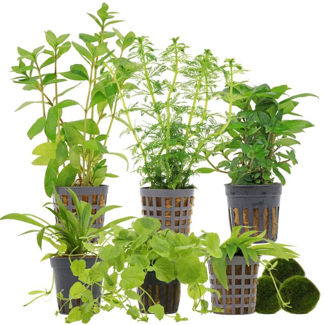 Aquarienpflanzen Set - 60 Liter - Algenkiller - Gr&uuml;n - einfach - Nr. 01