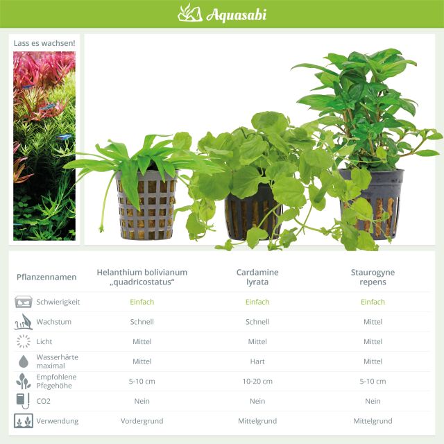 Aquarienpflanzen Set - 60 Liter - Algenkiller - Gr&uuml;n - einfach - Nr. 01