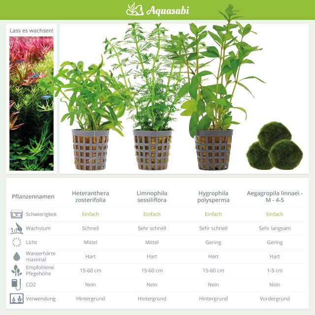 Aquarienpflanzen Set - 60 Liter - Algenkiller - Gr&uuml;n - einfach - Nr. 01