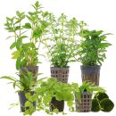 Aquarienpflanzen Set - 60 Liter - Algenkiller - Grün...