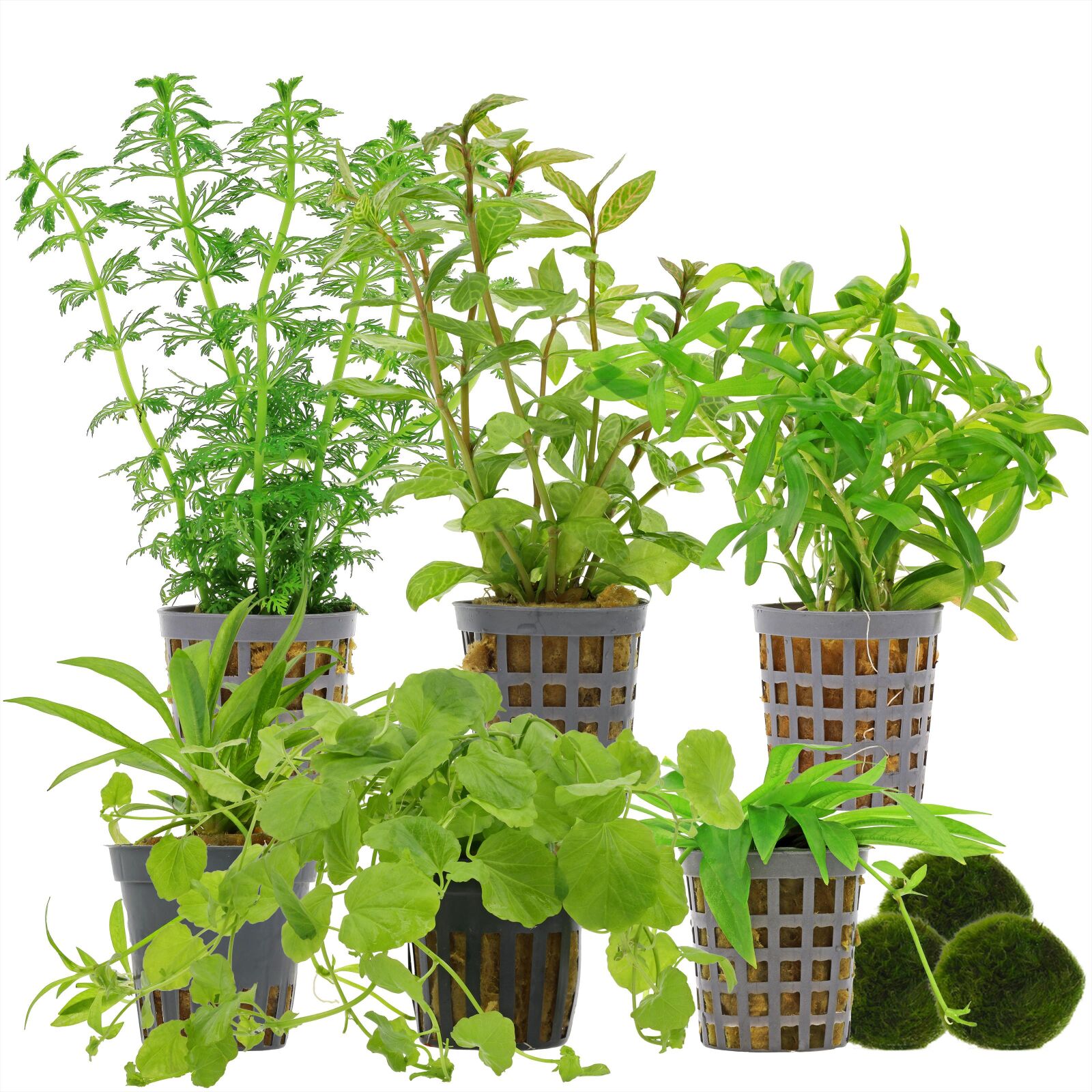 Aquarienpflanzen Set - 60 Liter - Algenkiller - Gr&uuml;n - einfach - Nr. 02