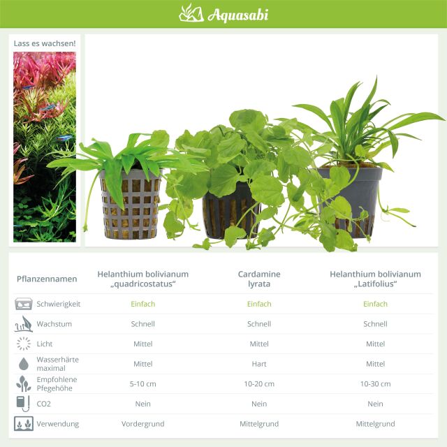 Aquarienpflanzen Set - 60 Liter - Algenkiller - Gr&uuml;n - einfach - Nr. 02