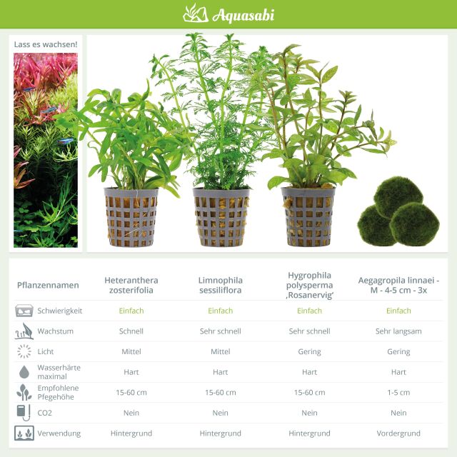Aquarienpflanzen Set - 60 Liter - Algenkiller - Gr&uuml;n - einfach - Nr. 02