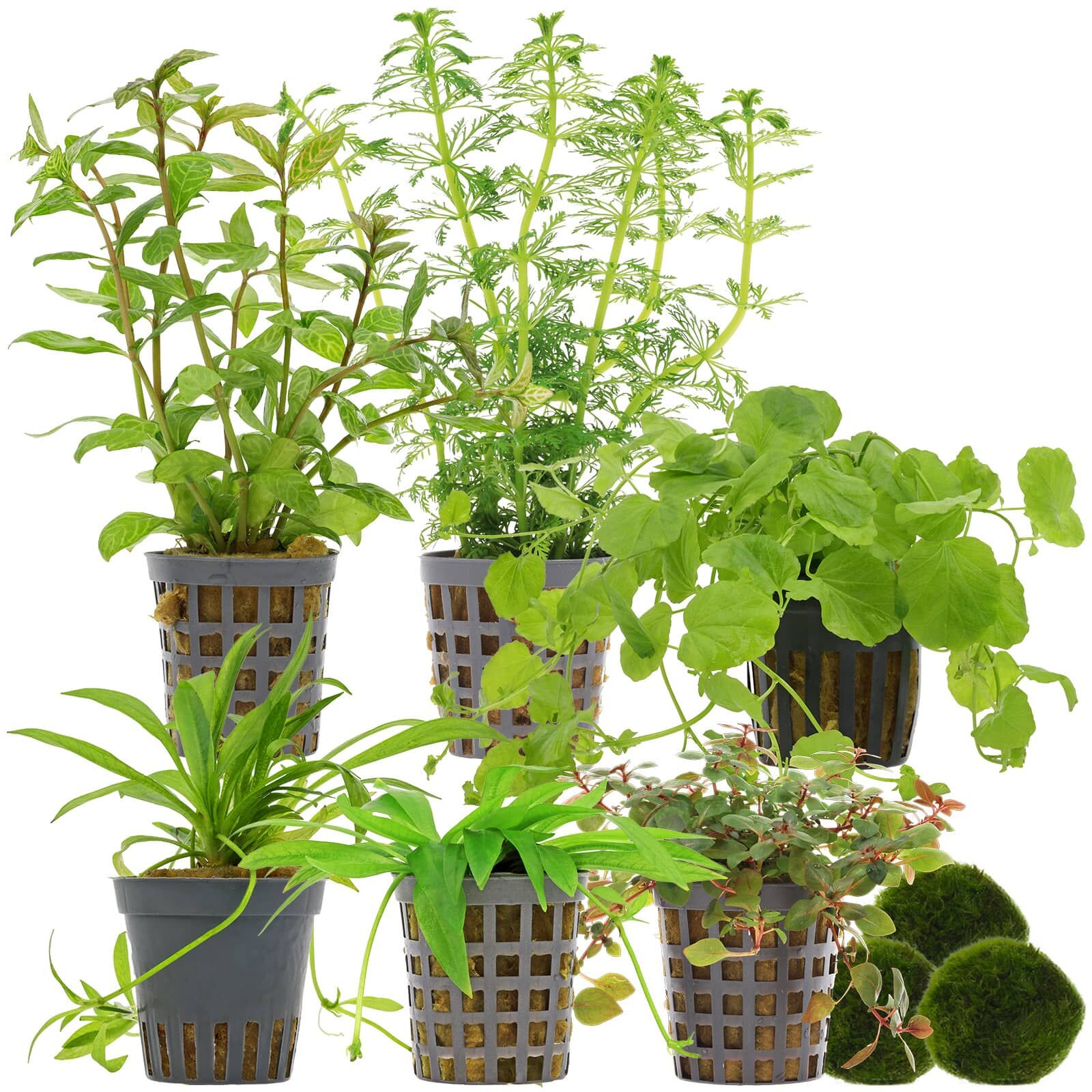 Aquarienpflanzen Set - 60 Liter - Algenkiller - Farbig - einfach - Nr. 01