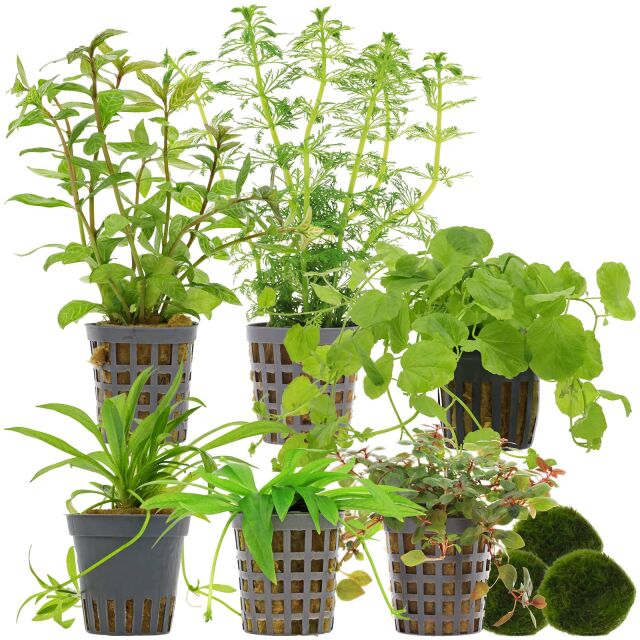 Aquarienpflanzen Set - 60 Liter - Algenkiller - Farbig - einfach - Nr. 01