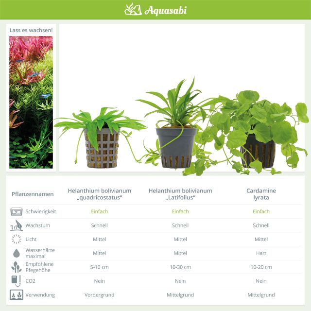 Aquarienpflanzen Set - 60 Liter - Algenkiller - Farbig - einfach - Nr. 02