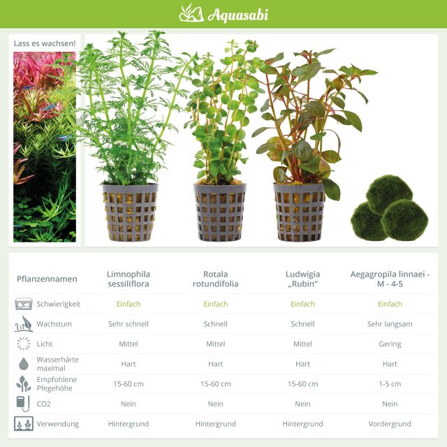 Aquarienpflanzen Set - 60 Liter - Algenkiller - Farbig - einfach - Nr. 02
