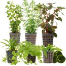 Aquarienpflanzen Set - 60 Liter - Algenkiller - Farbig -...