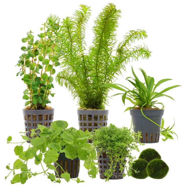 Aquarienpflanzen Set - 30 Liter - Algenkiller - Gr&uuml;n - einfach - Nr. 01