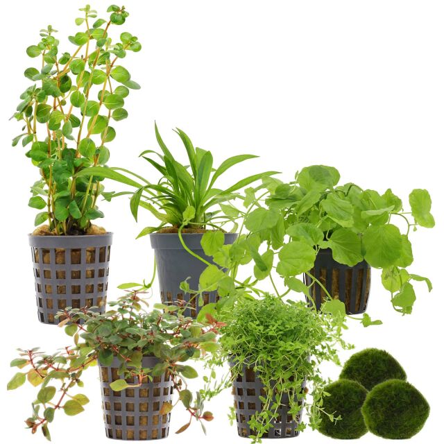 Aquarienpflanzen Set - 30 Liter - Algenkiller - Farbig - einfach - Nr. 02