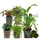 Aquarienpflanzen Set - 30 Liter - Wenig Pflegeaufwand -...