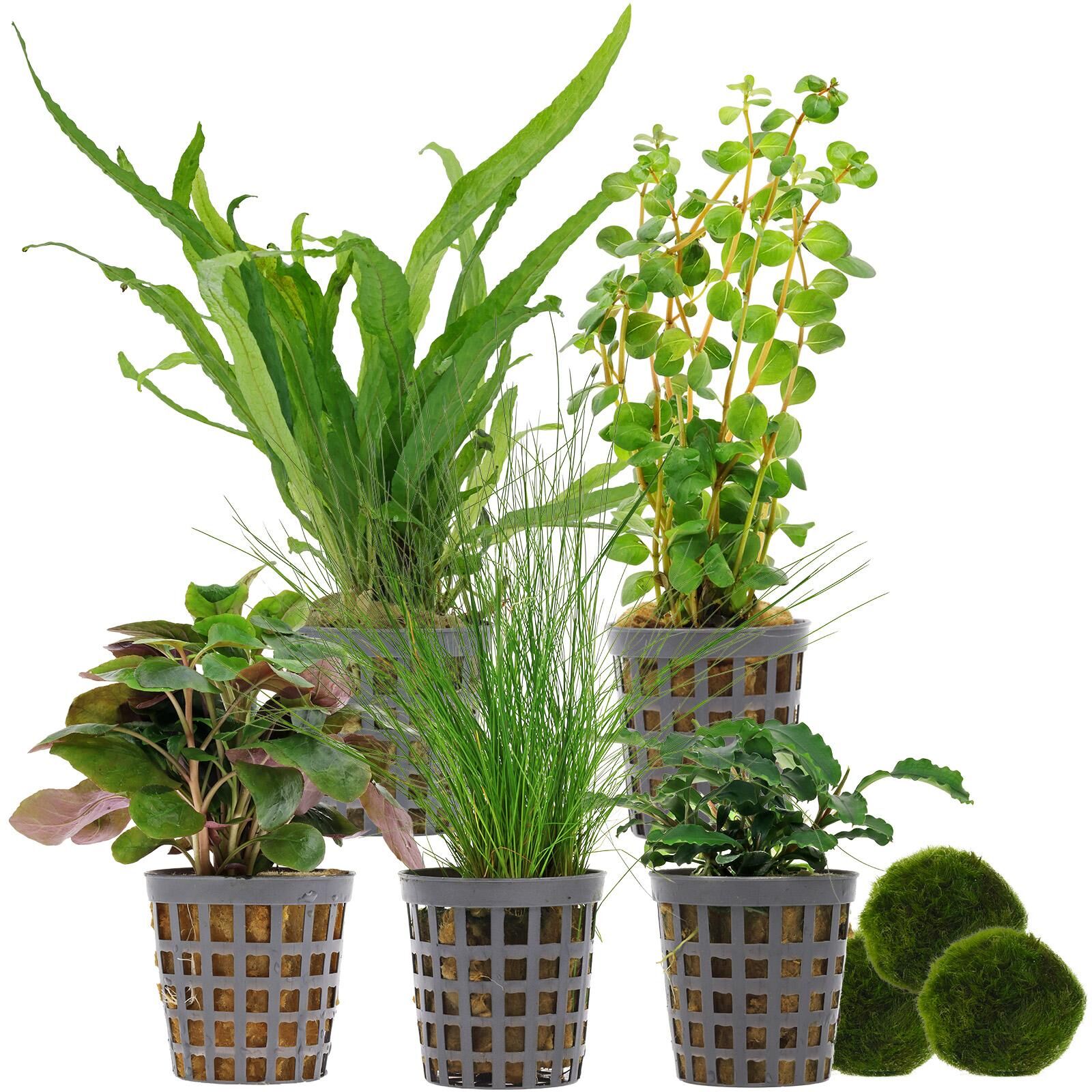 Aquarienpflanzen Set - 30 Liter - Wenig Pflegeaufwand - Nr. 02