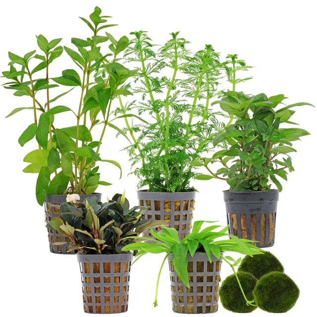 Aquarienpflanzen Set - 60 Liter - Gr&uuml;n - einfach - Nr. 01