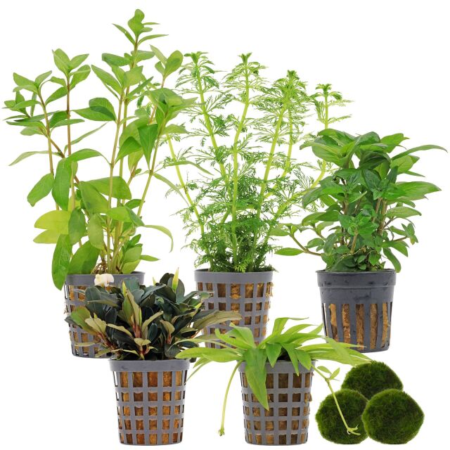 Aquarienpflanzen Set - 60 Liter - Gr&uuml;n - einfach - Nr. 01