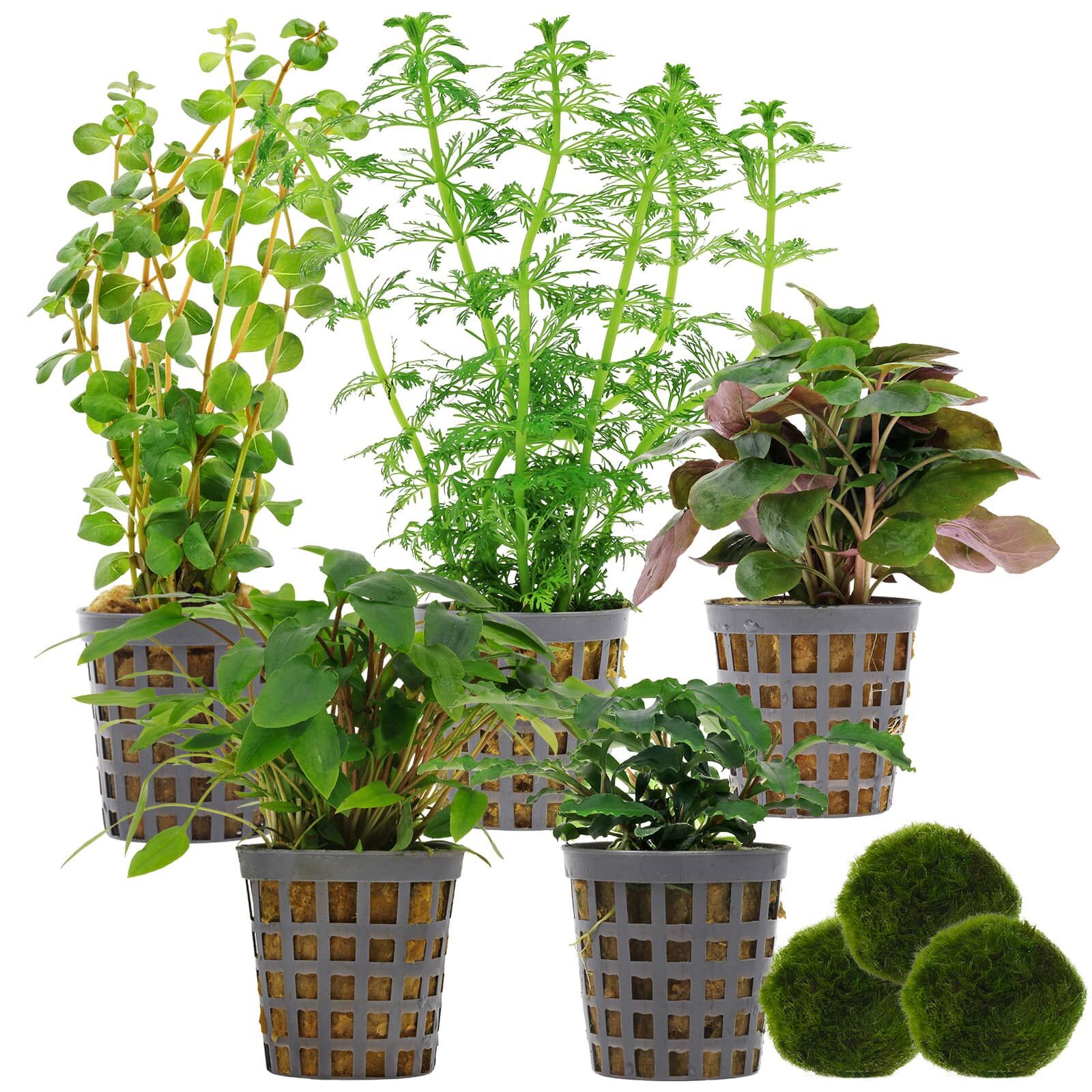 Aquarienpflanzen Set - 60 Liter - Gr&uuml;n - einfach - Nr. 02