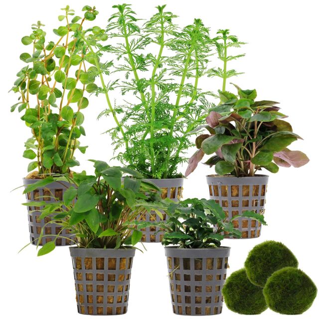 Aquarienpflanzen Set - 60 Liter - Gr&uuml;n - einfach - Nr. 02